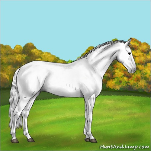 Horse Color:Gray Black Sabino 
