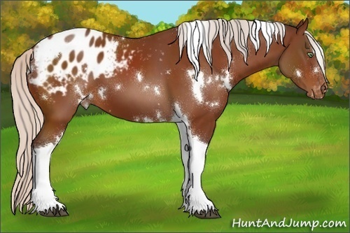Horse Color:White Spotted Silver Buckskin Tobiano Varnish