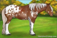 Horse Color:White Spotted Silver Buckskin Tobiano Appaloosa