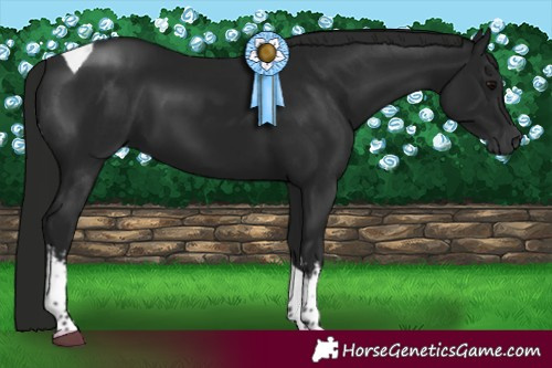 Horse Color:Gray White Spotted Black Tobiano 