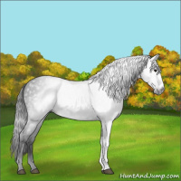 Horse Color:Gray Black 