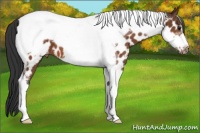 Horse Color:Bay Tobiano Frame Near Leopard