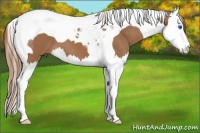 Horse Color:Chestnut Splash Tobiano