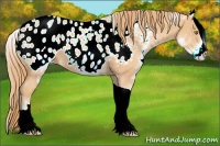 Horse Color:White Spotted Gold Champagne Tobiano Appaloosa