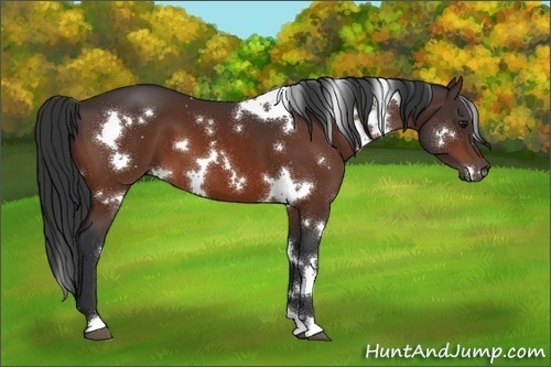 Horse Color:White Spotted Bay 