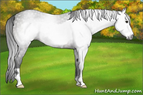 Horse Color:Gray Brown Frame Appaloosa 