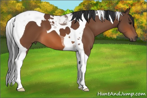 Horse Color:Bay Tobiano