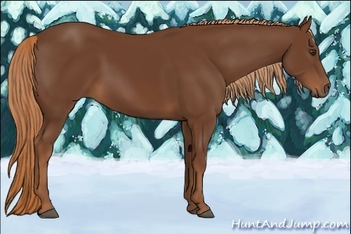 Horse Color:Chestnut 