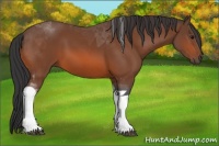 Horse Color:Bay Tobiano 