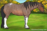 Horse Color:Bay Roan Tobiano