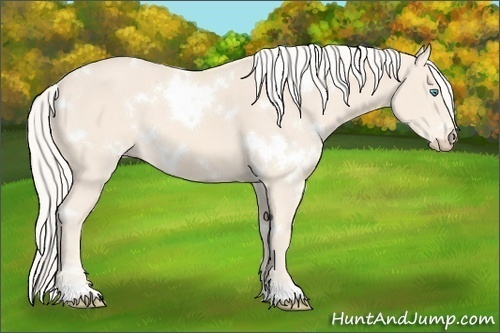Horse Color:White Spotted Cremello 