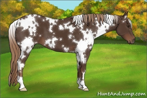 Horse Color:White Spotted Liver Chestnut 