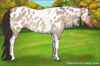 Horse Color:Brown Roan Dun Tobiano Near Leopard