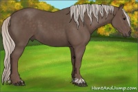 Horse Color:Silver Black