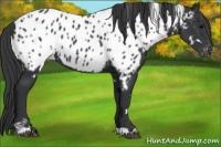 Horse Color:White Spotted Black Appaloosa