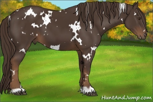 Horse Color:White Spotted Liver Chestnut 