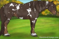 Horse Color:White Spotted Liver Chestnut