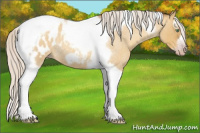 Horse Color:Gray Silver Amber Cream Champagne Roan Dun Splash Tobiano Frame Appaloosa Rabicano