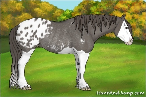 Horse Color:Grullo Splash Appaloosa Rabicano 