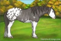 Horse Color:Grullo Splash Appaloosa Rabicano 