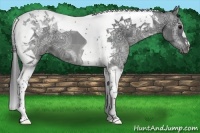 Horse Color:Black Ice Tobiano 