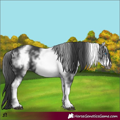 Horse Color:White Spotted Black Frame 