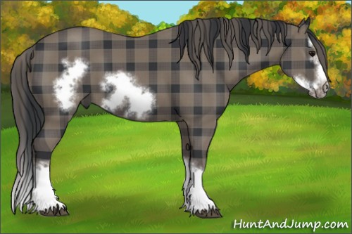 Horse Color:Plaid Black Splash Frame