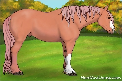 Horse Color:Watercolor Chestnut 