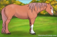 Horse Color:Watercolor Chestnut 