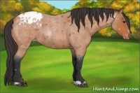 Horse Color:Bay Roan Appaloosa