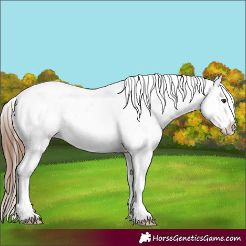 Horse Color:White Spotted Chestnut Appaloosa 