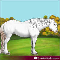 Horse Color:White Spotted Chestnut Appaloosa 