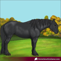 Horse Color:Black 
