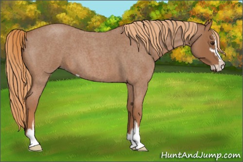 Horse Color:Red Roan Sabino 