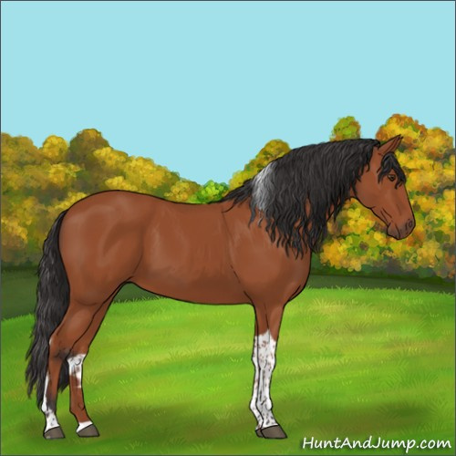 Horse Color:Bay Tobiano Rabicano