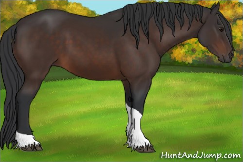 Horse Color:Brown Tobiano