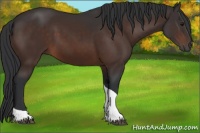 Horse Color:Brown Tobiano