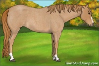 Horse Color:Red Roan Sabino 