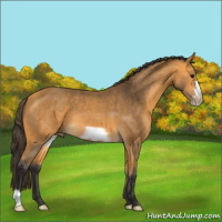 Horse Color:Buckskin Frame 