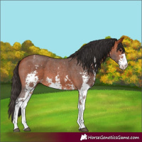 Horse Color:Bay Sabino