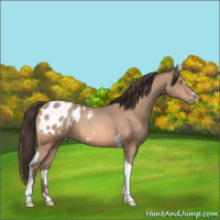 Horse Color:Amber Champagne Sabino Tobiano Blanket