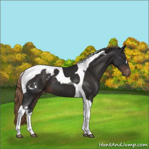 Horse Color:Liver Chestnut Tobiano Blanket 