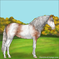 Horse Color:White Spotted Silver Bay 