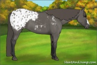 Horse Color:Grullo Blanket 