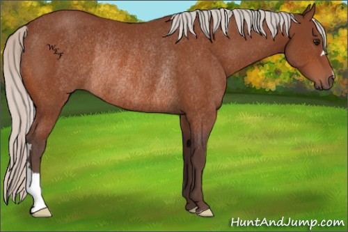 Horse Color:Silver Bay Rabicano 