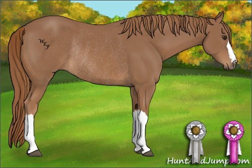 Horse Color:Chestnut Rabicano