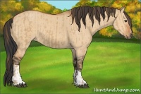 Horse Color:Red Dun  and Bay Dun 