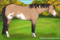 Horse Color:Bay Dun Frame