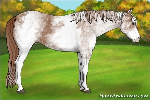 Horse Color:White Spotted Chestnut 