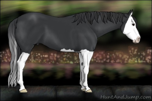 Horse Color:Black Splash 